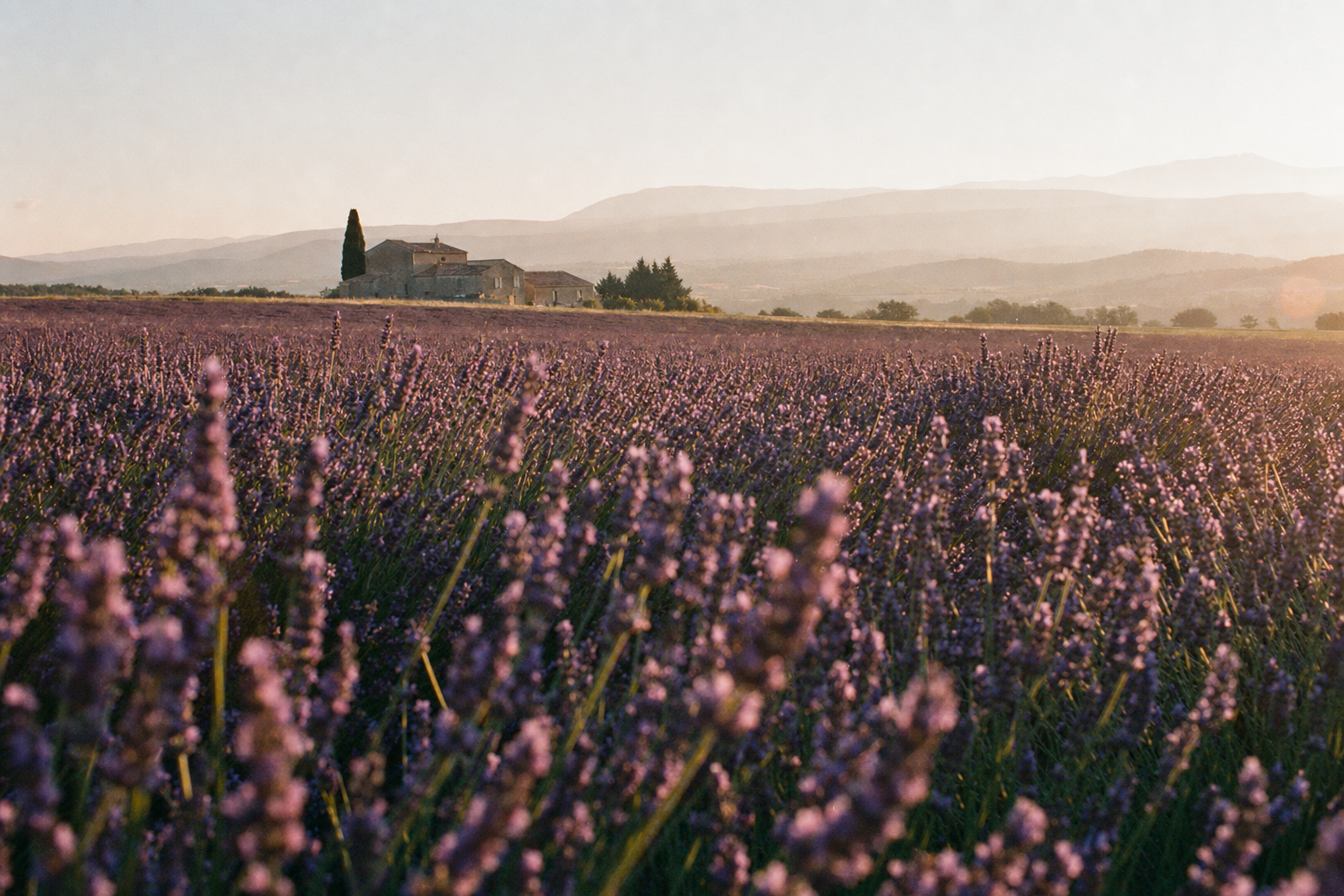 Lavande et lavandin du plateau, prêts à distiller